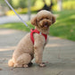 Pet Collar and Leash Set for Puppies