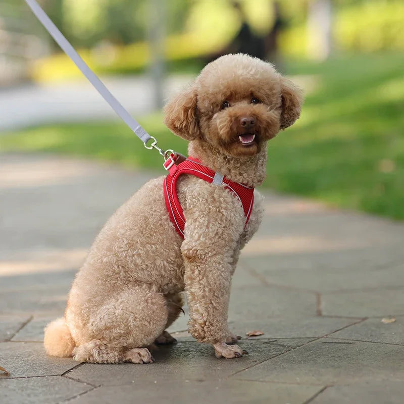 Pet Collar and Leash Set for Puppies