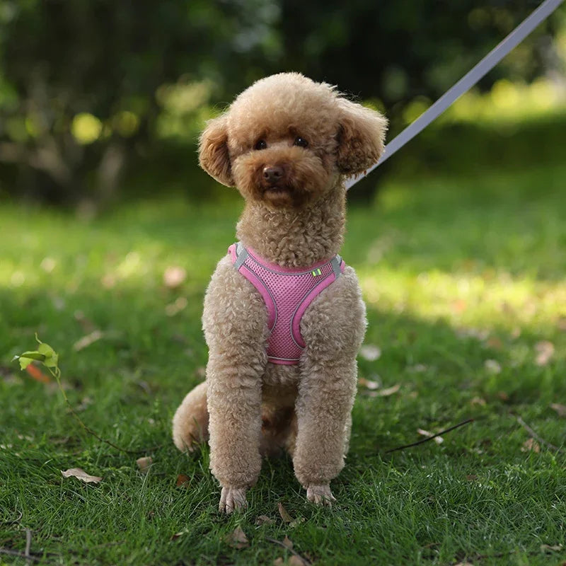 Pet Collar and Leash Set for Puppies