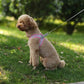 Pet Collar and Leash Set for Puppies