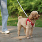 Pet Collar and Leash Set for Puppies