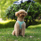 Pet Collar and Leash Set for Puppies