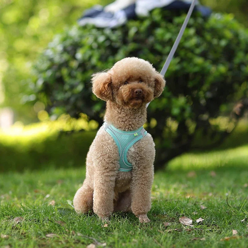Pet Collar and Leash Set for Puppies