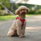 Pet Collar and Leash Set for Puppies