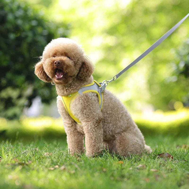 Pet Collar and Leash Set for Puppies